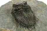 Bargain, Coltraneia Trilobite Fossil - Huge Faceted Eyes #225322-4